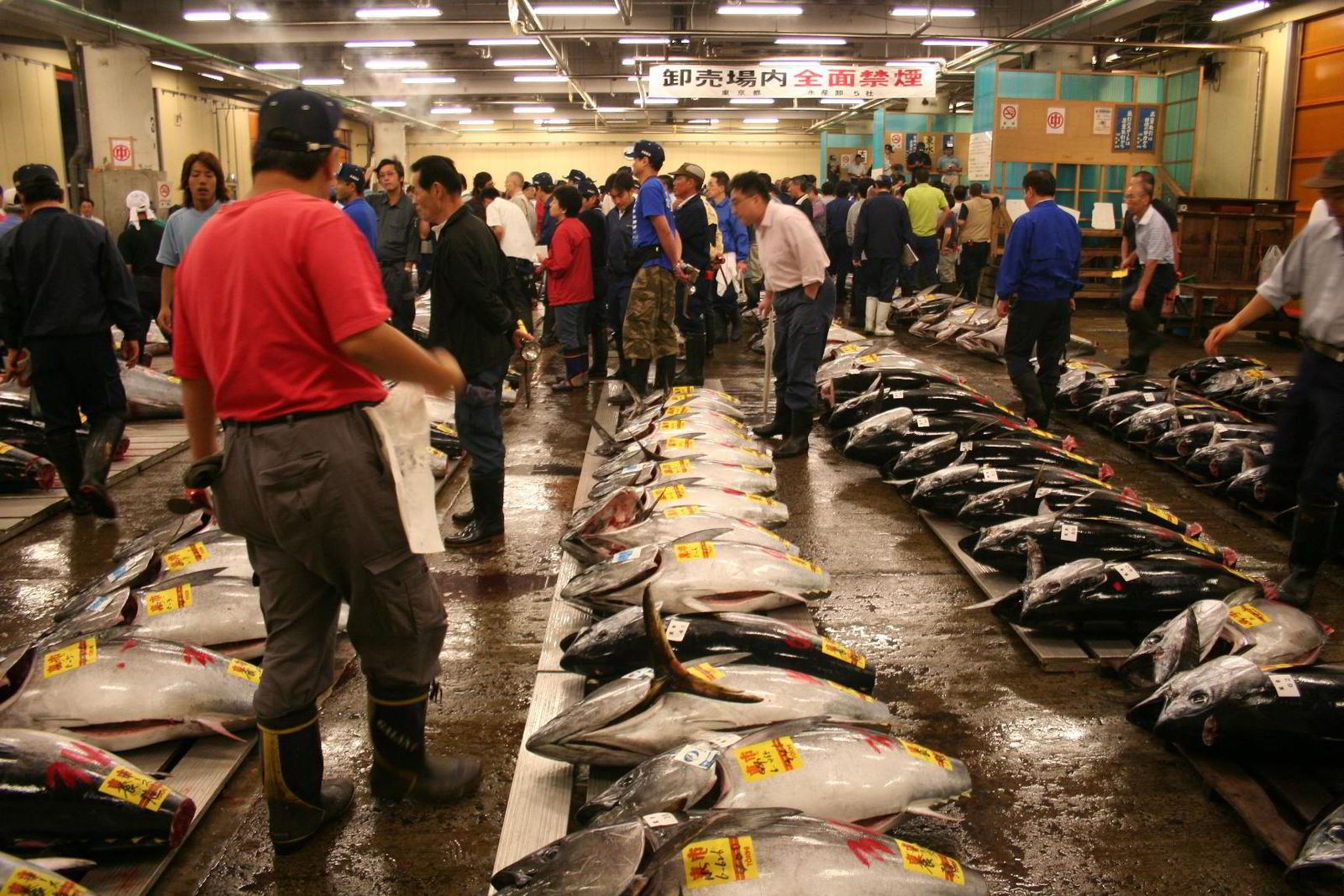 Largest fish essay picture