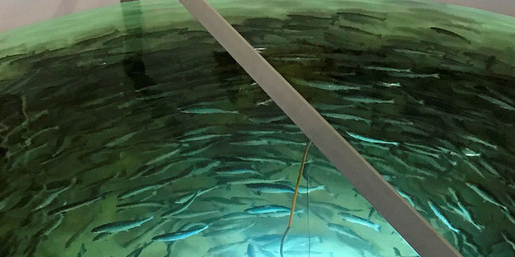 The rocky road to Dubai's first landbased salmon