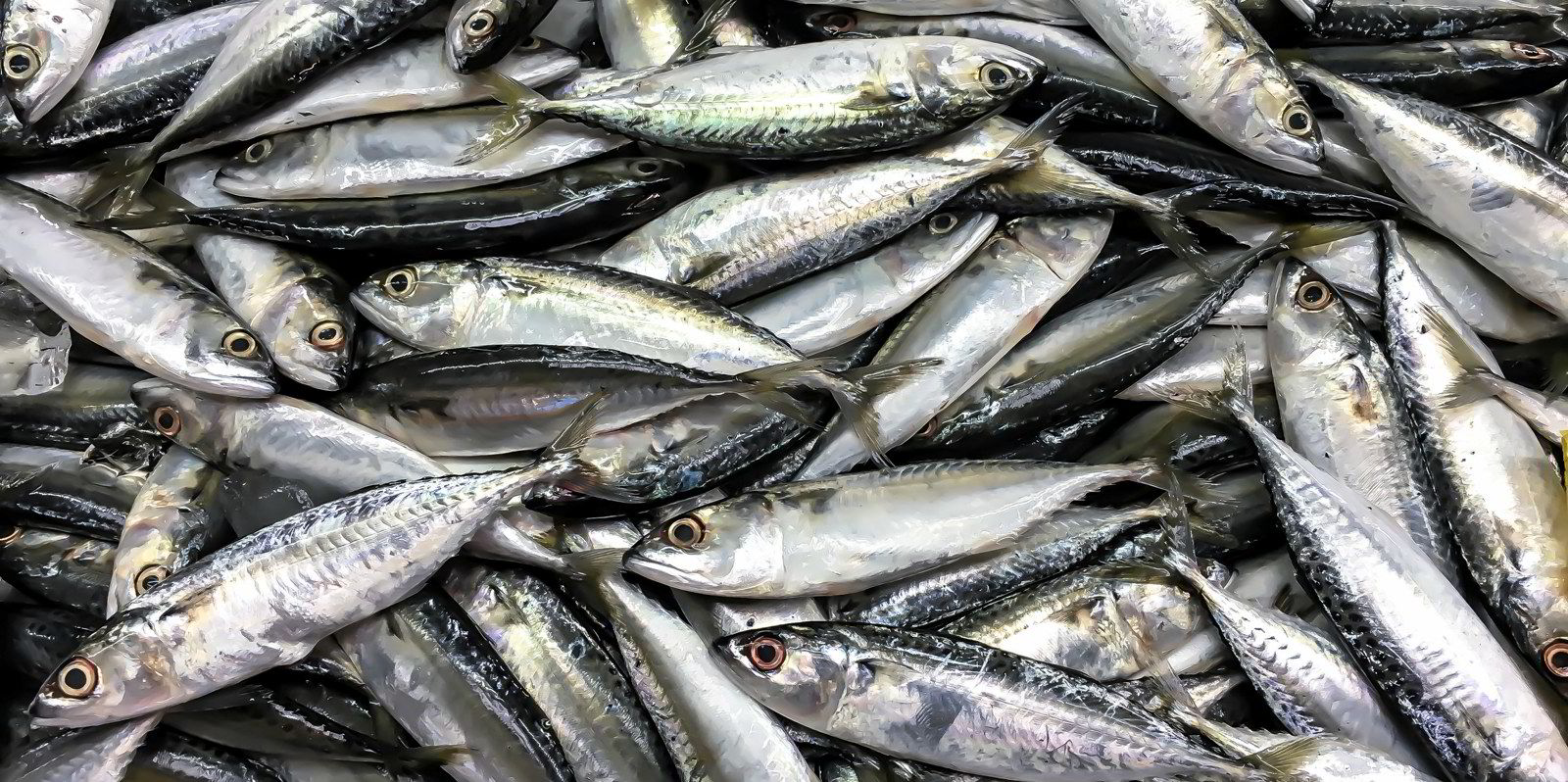 Norway, UK reach mackerel quota agreement for 2023
