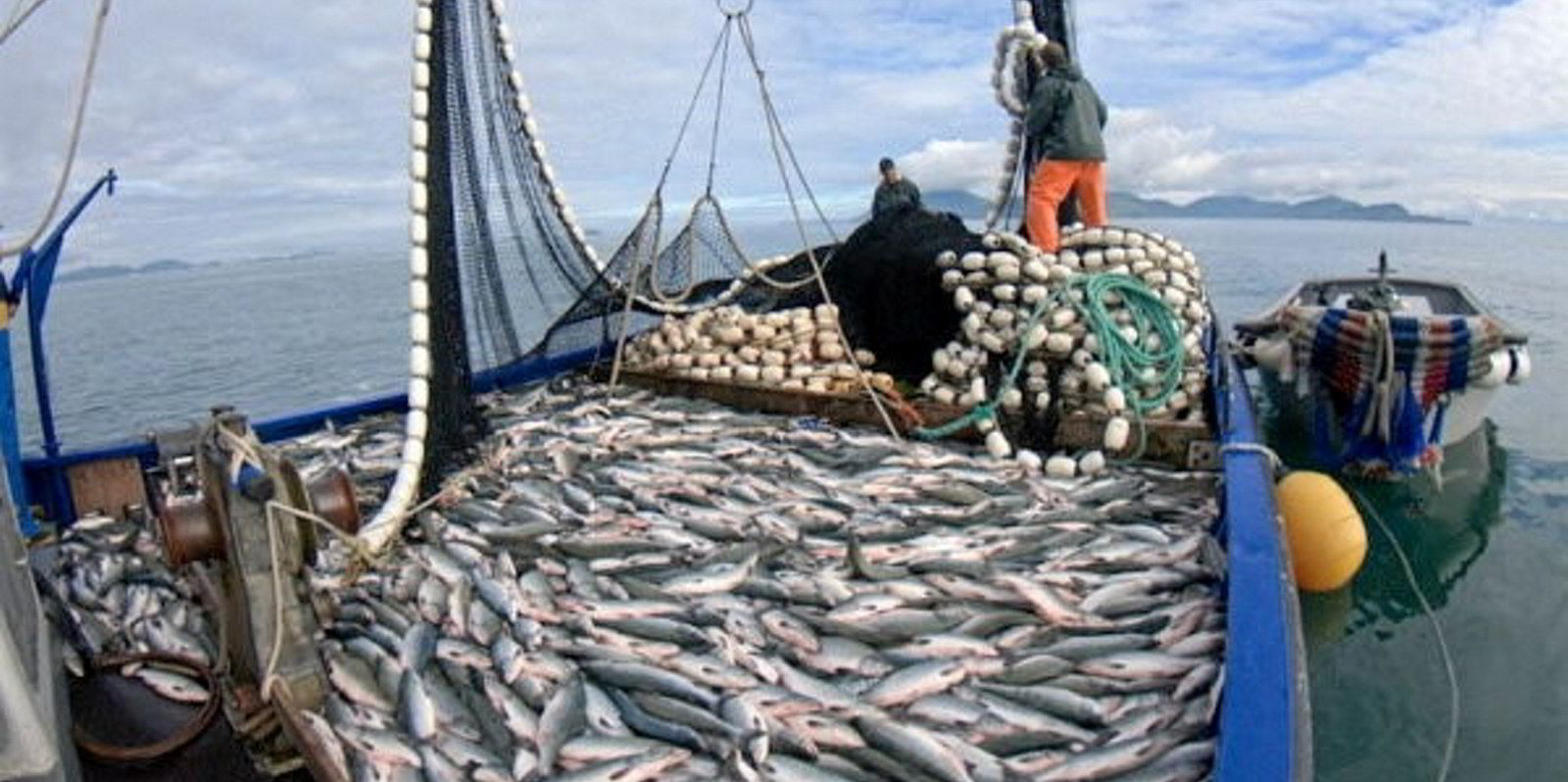 Low prices weigh on Alaska pink salmon fishermen as wild salmon