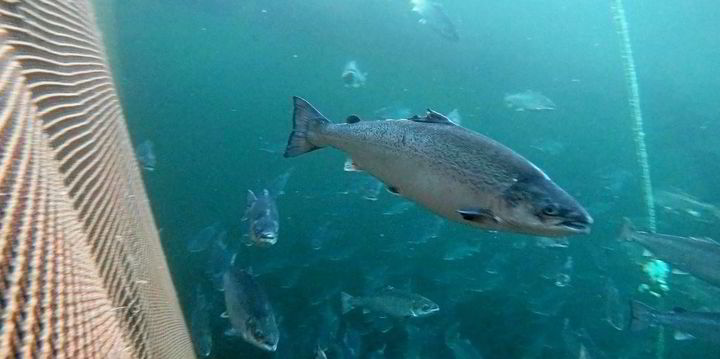 Grieg Seafood suspects deadly infectious salmon anemia outbreak at Norway salmon farm - Vimarsana News