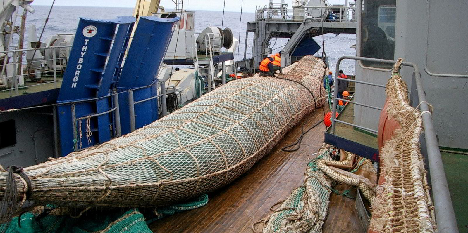 Researchers call for slightly lower Russian pollock catch in 2025 ...