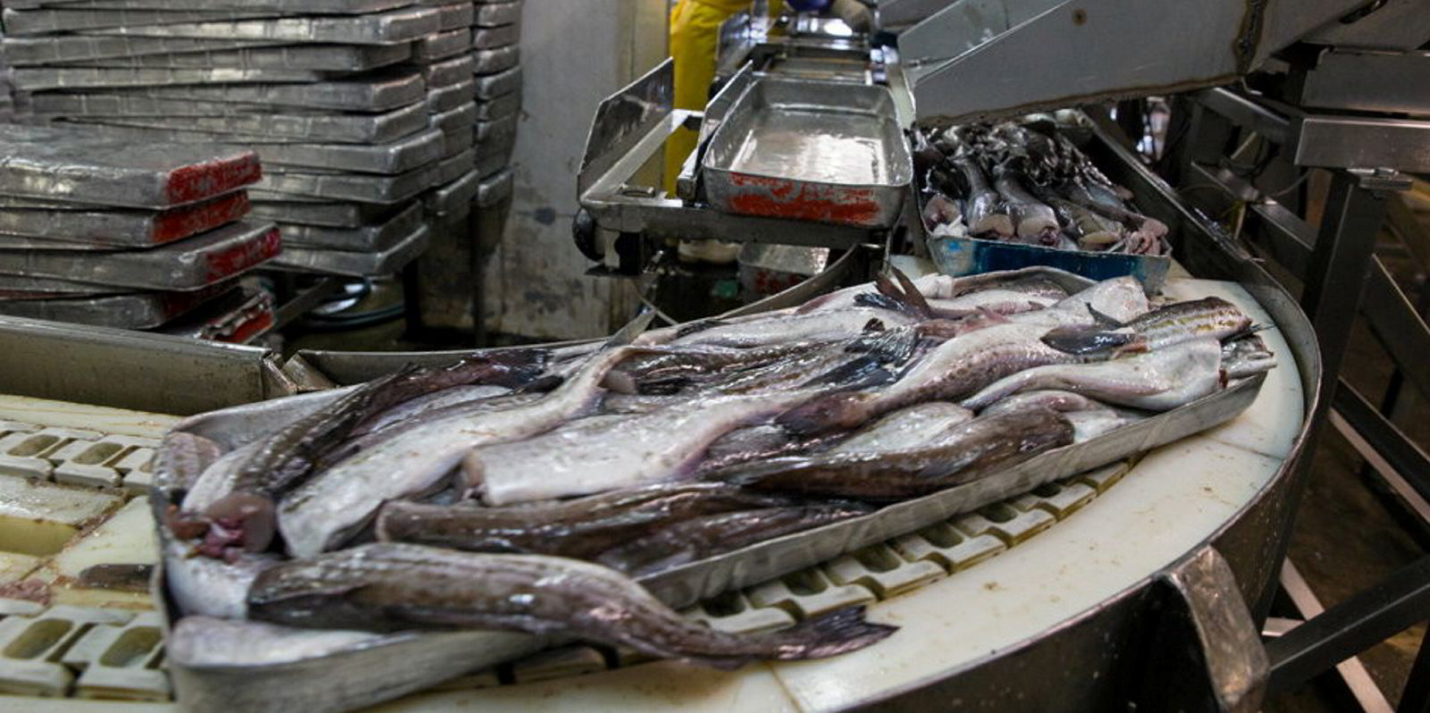 Food Fish Fishing China Trade,Buy China Direct From Food Fish Fishing  Factories at