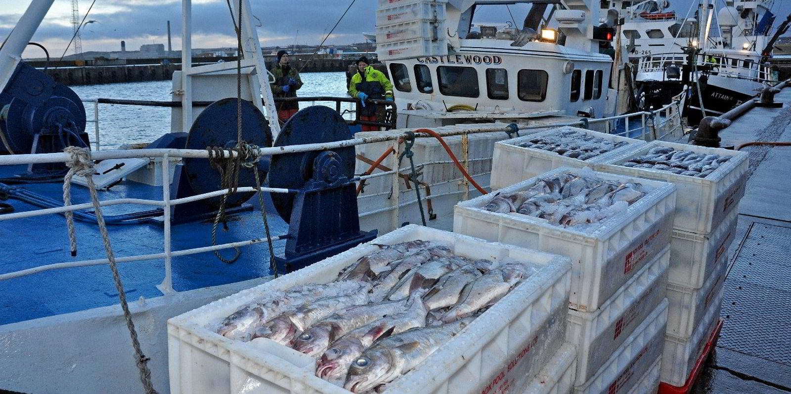 Prices for Norwegian haddock are plummeting as buyers, consumers opt for cheaper alternatives