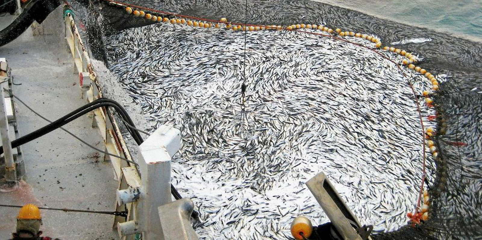 ICES advises hefty cuts to Northeast Atlantic herring, mackerel quotas