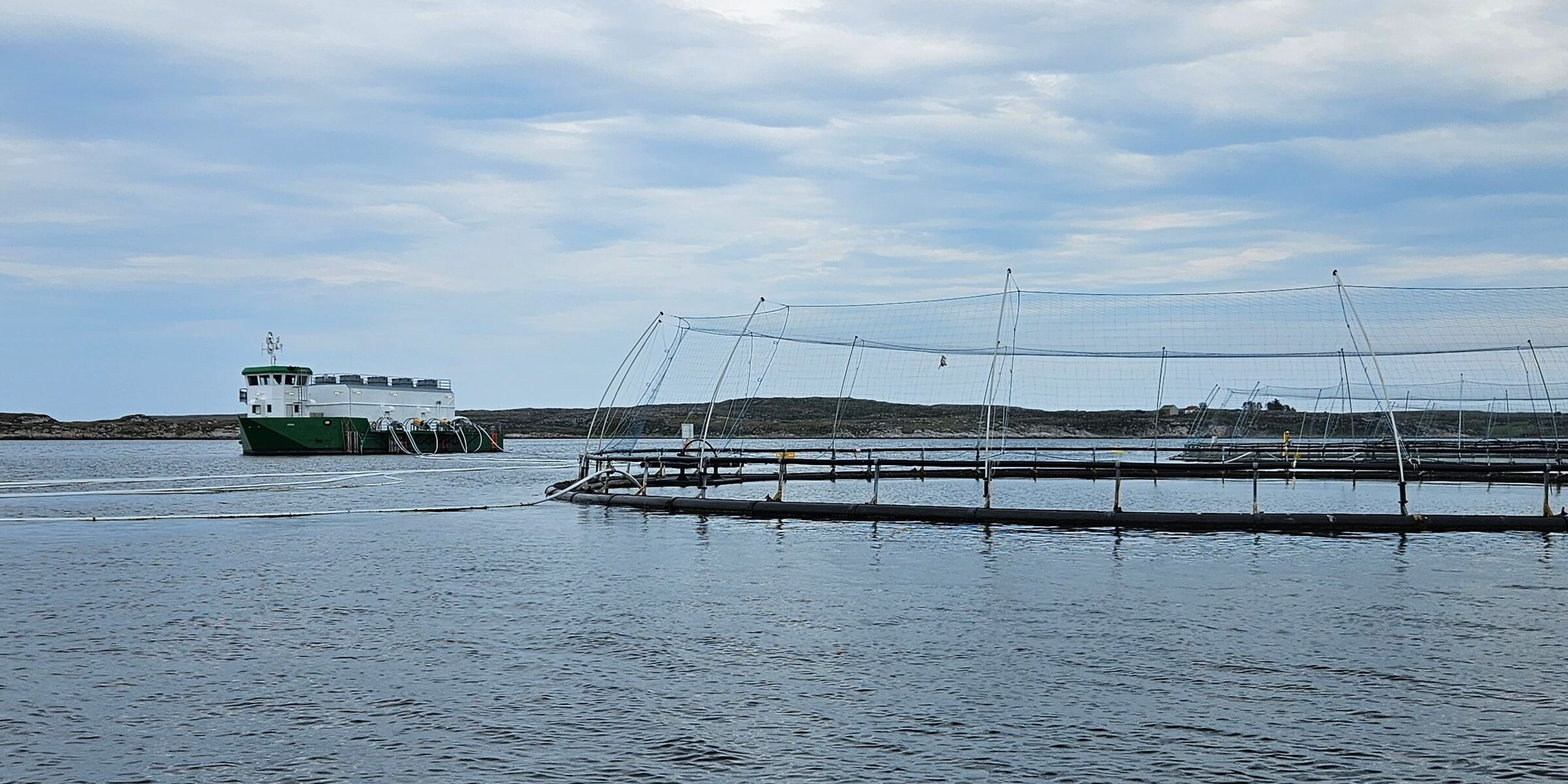 Mowi suffers 189,000-fish mortality after algae blooms