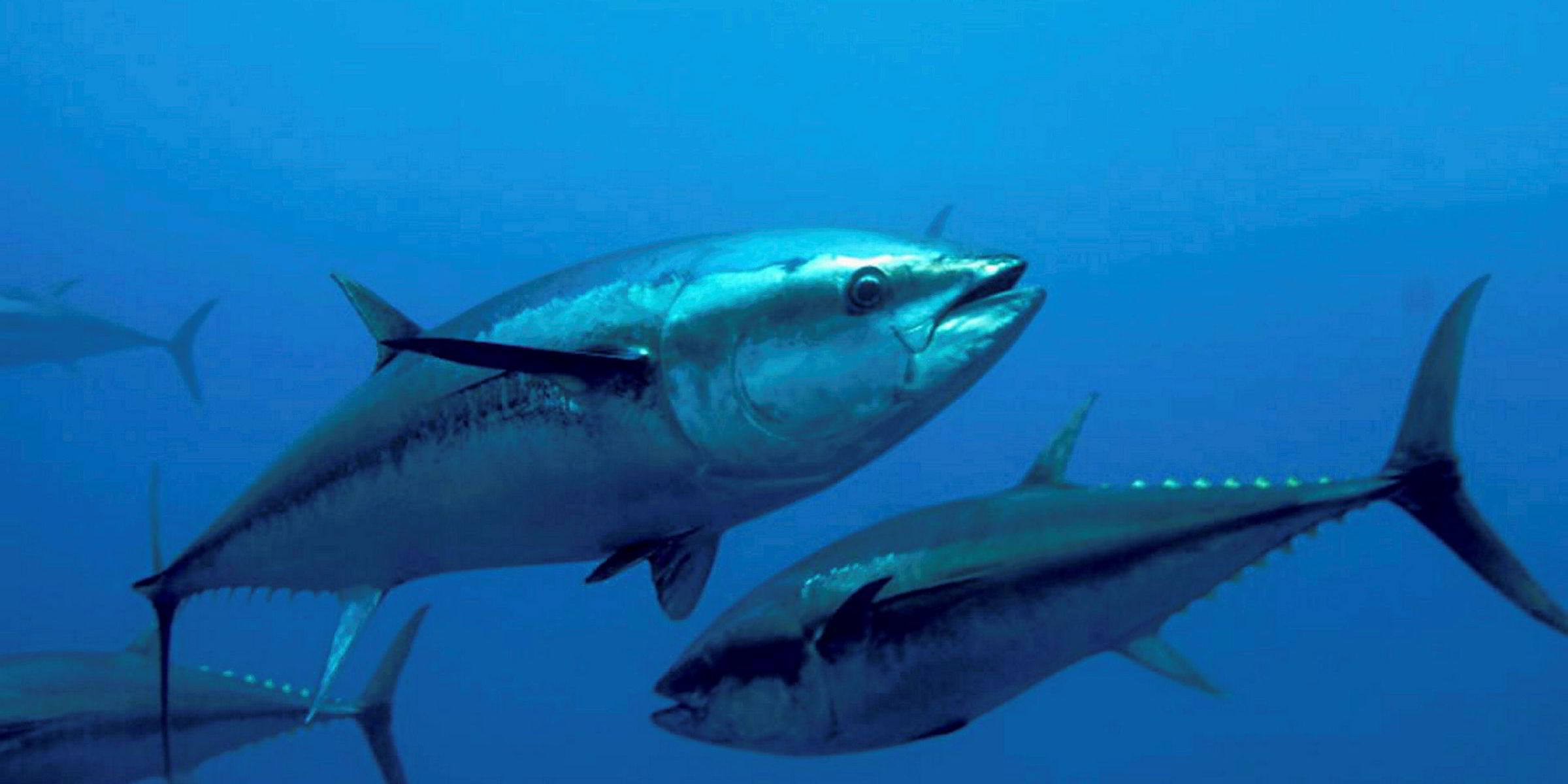 Denmark pressures EU for bluefin tuna fishing quotas