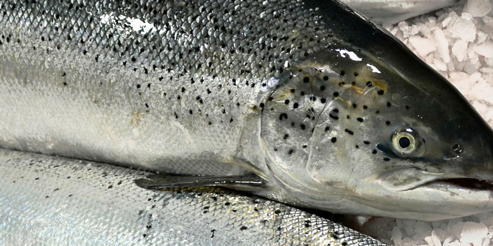 major-new-study-shows-norwegian-farmed-salmon-is-safe-to-eat