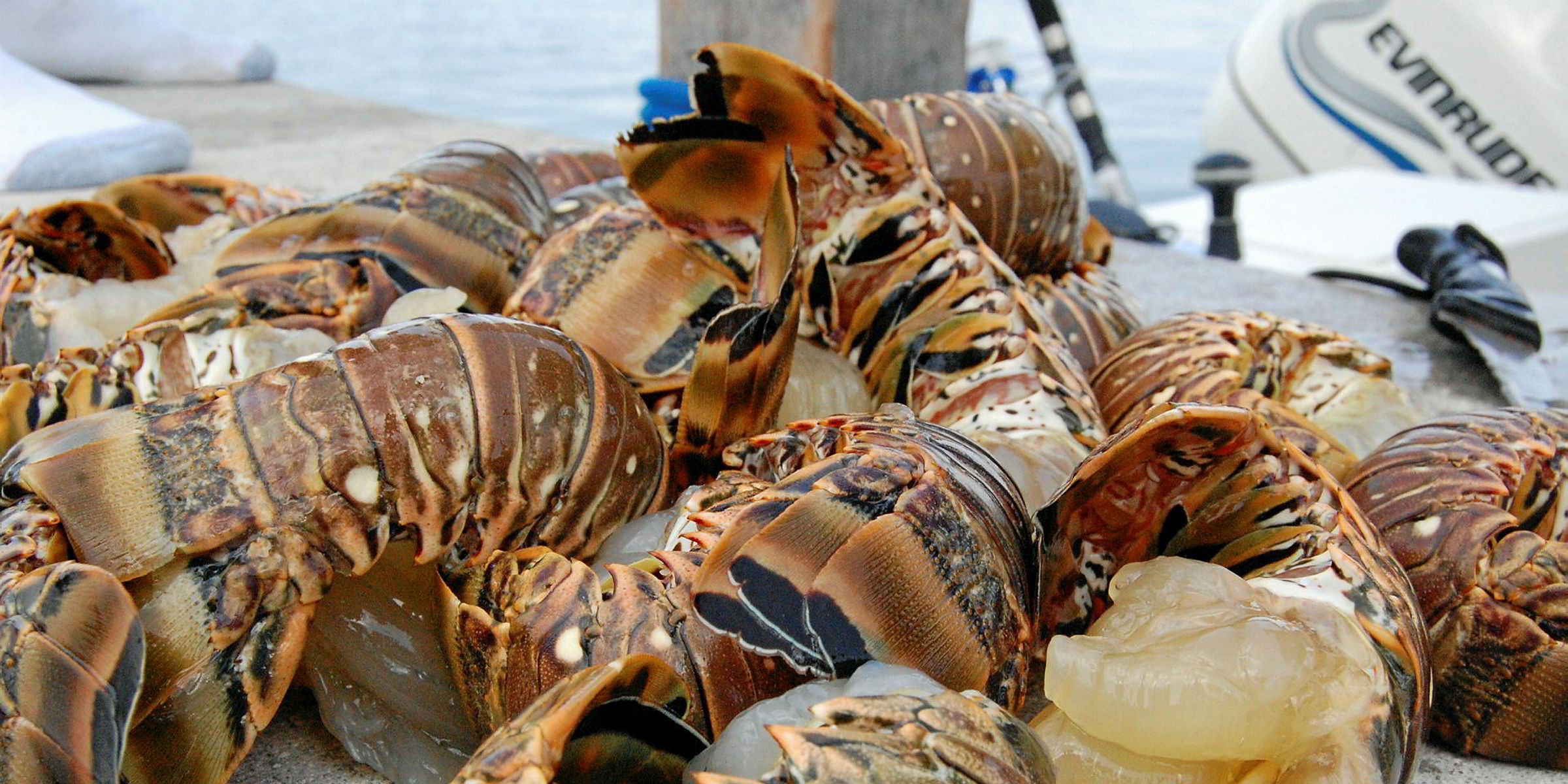 California Spiny Lobster Tips (What You Need to KNOW) 