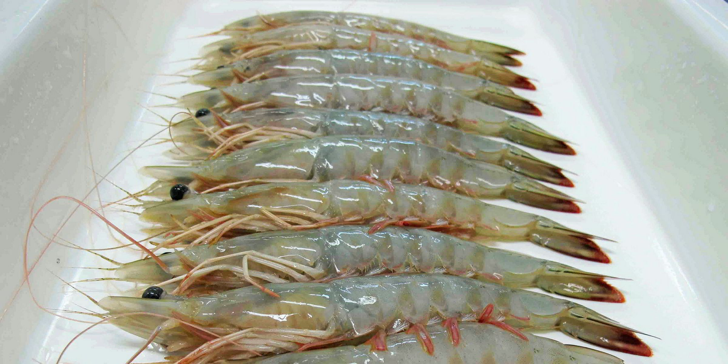 India invests in native shrimp to challenge vannamei production