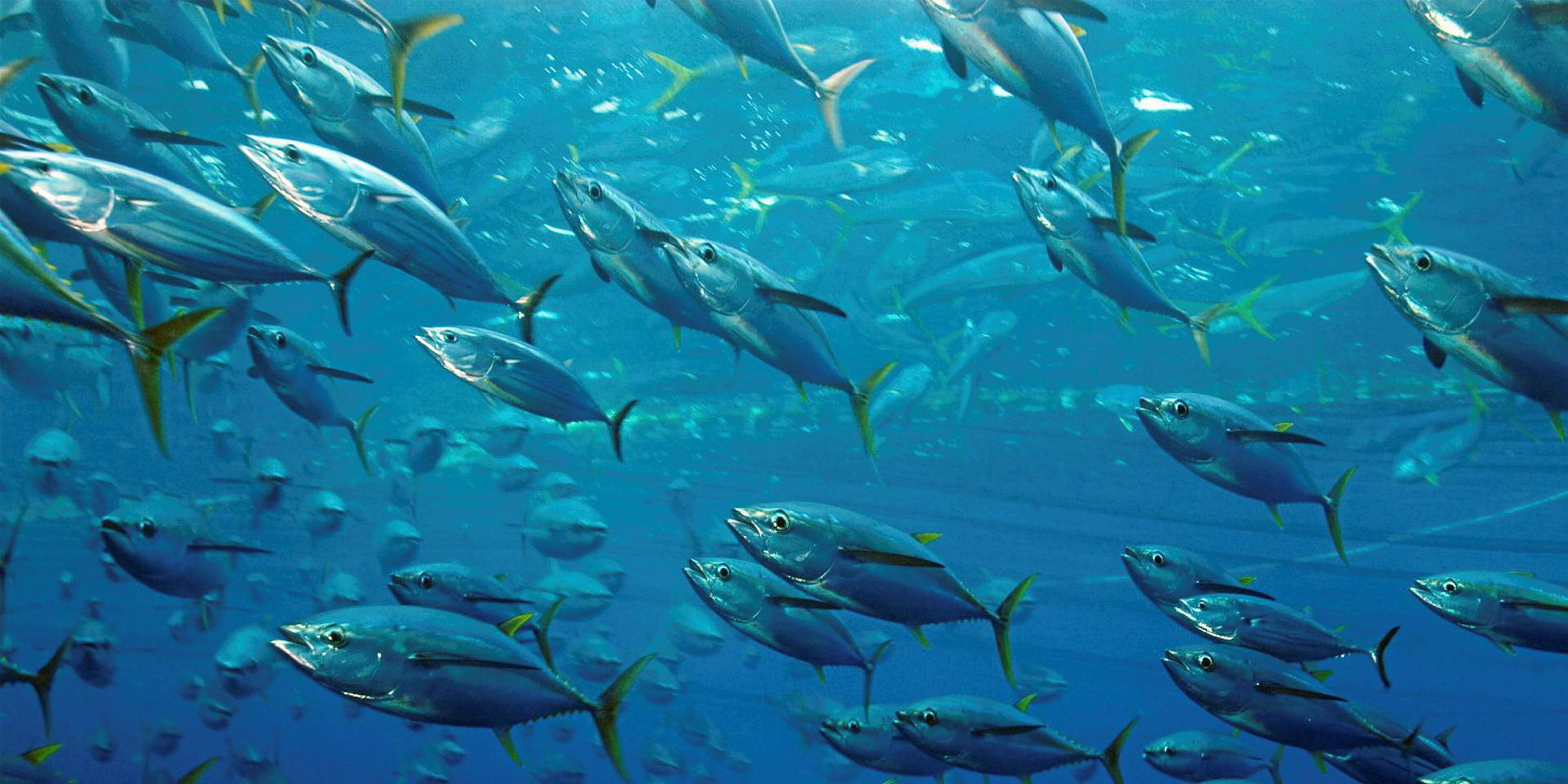 Iattc To Implement Longer Tuna Fishing Closure, More Fad Management 