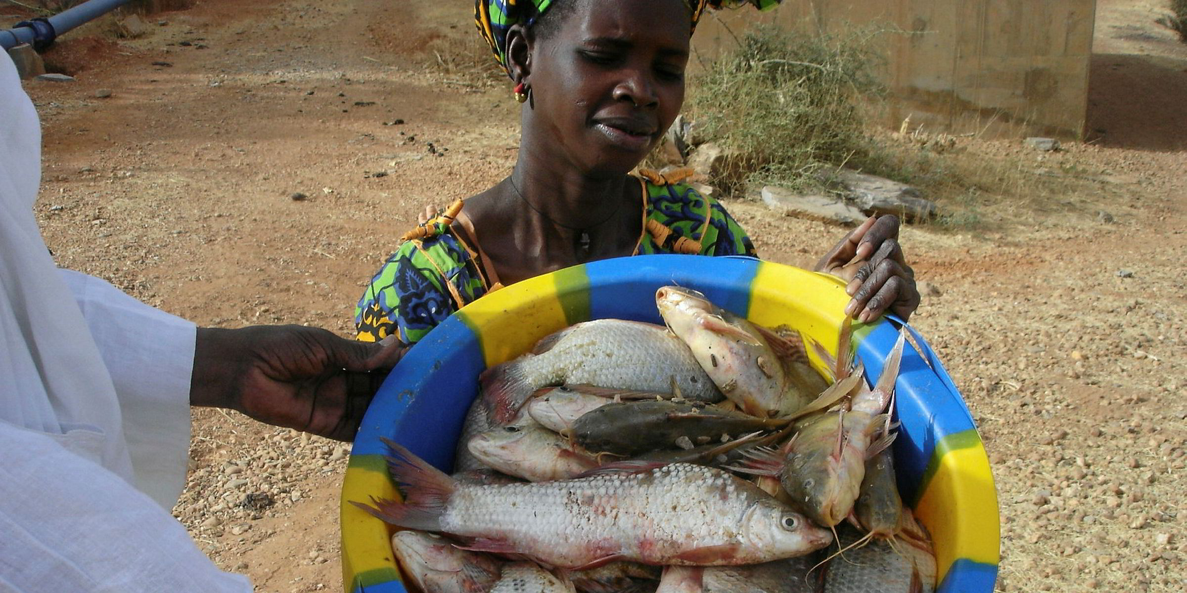 Low catches send Ugandan tilapia prices skyrocketing Intrafish
