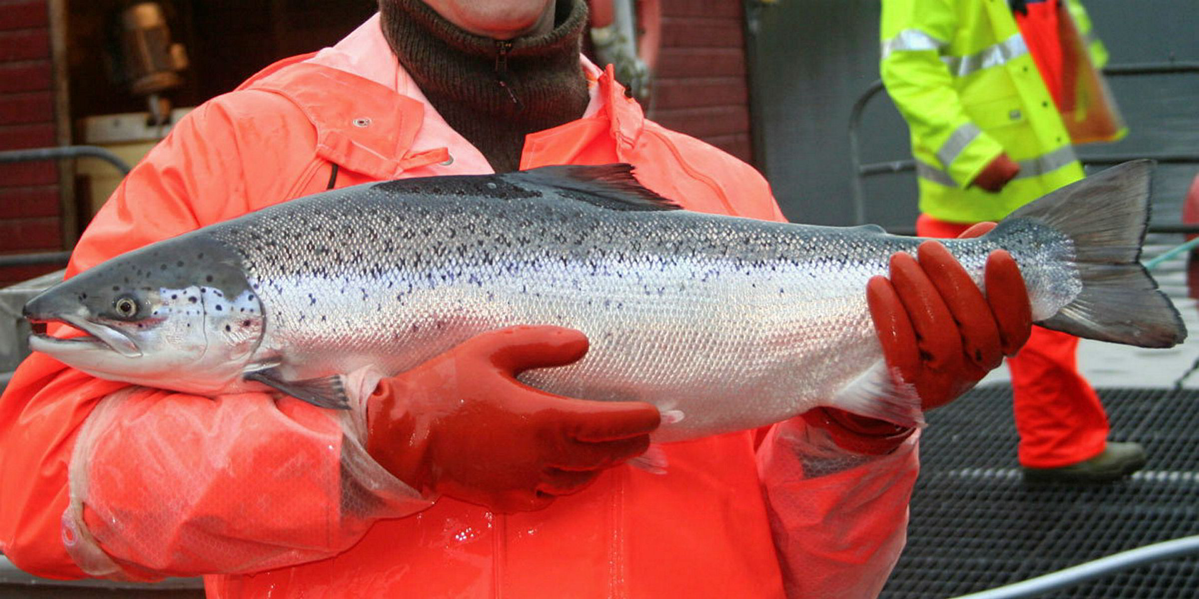 Study Triploid farmed salmon 'virtually sterile,' contain higher