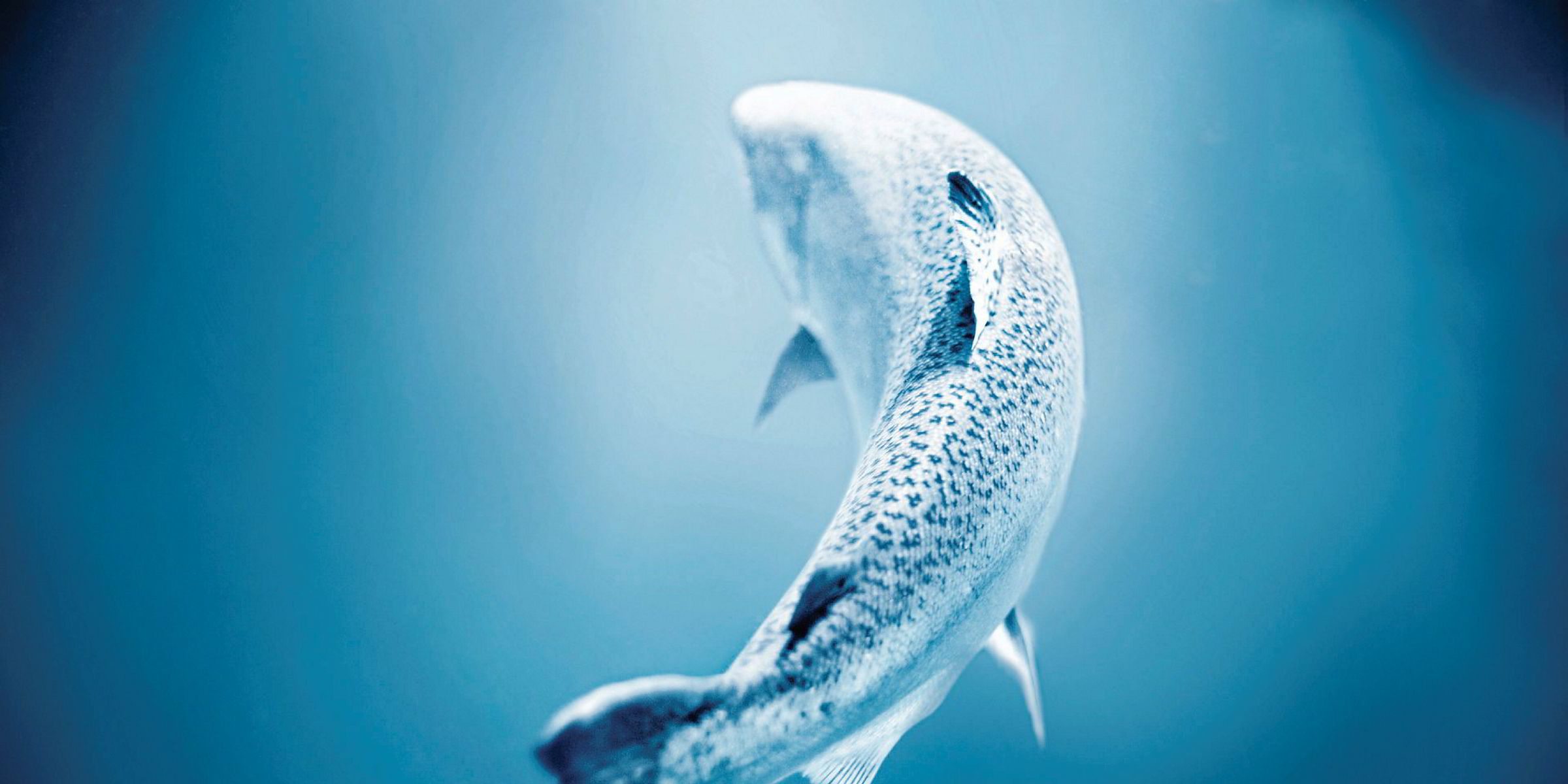 NZ King Salmon's premium branding pays off as 2017 results hit new