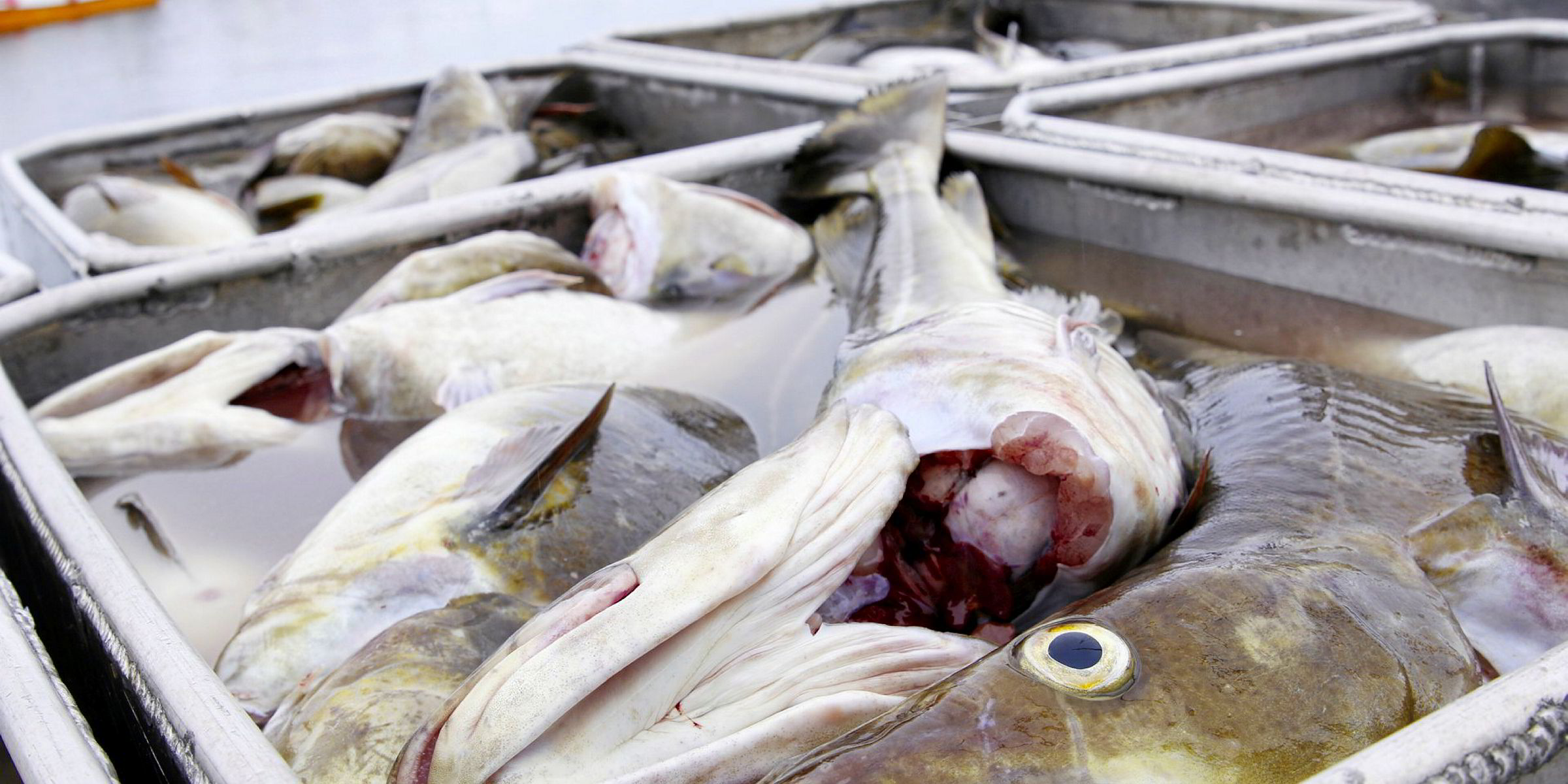 Iceland cod, haddock quotas set below MRI