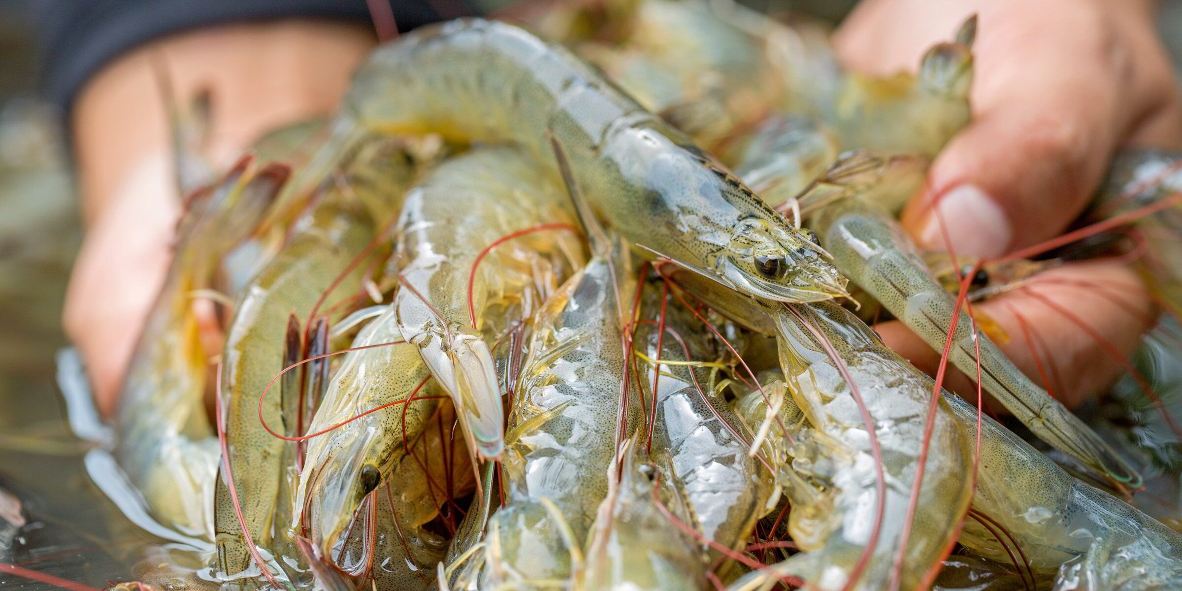 US shrimp group urges probe into Ecuador shrimp industry over mangrove destruction
