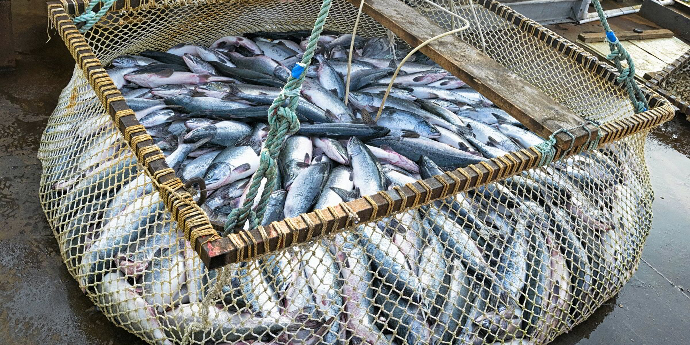 Russia’s Pacific salmon harvest progressing at fast pace