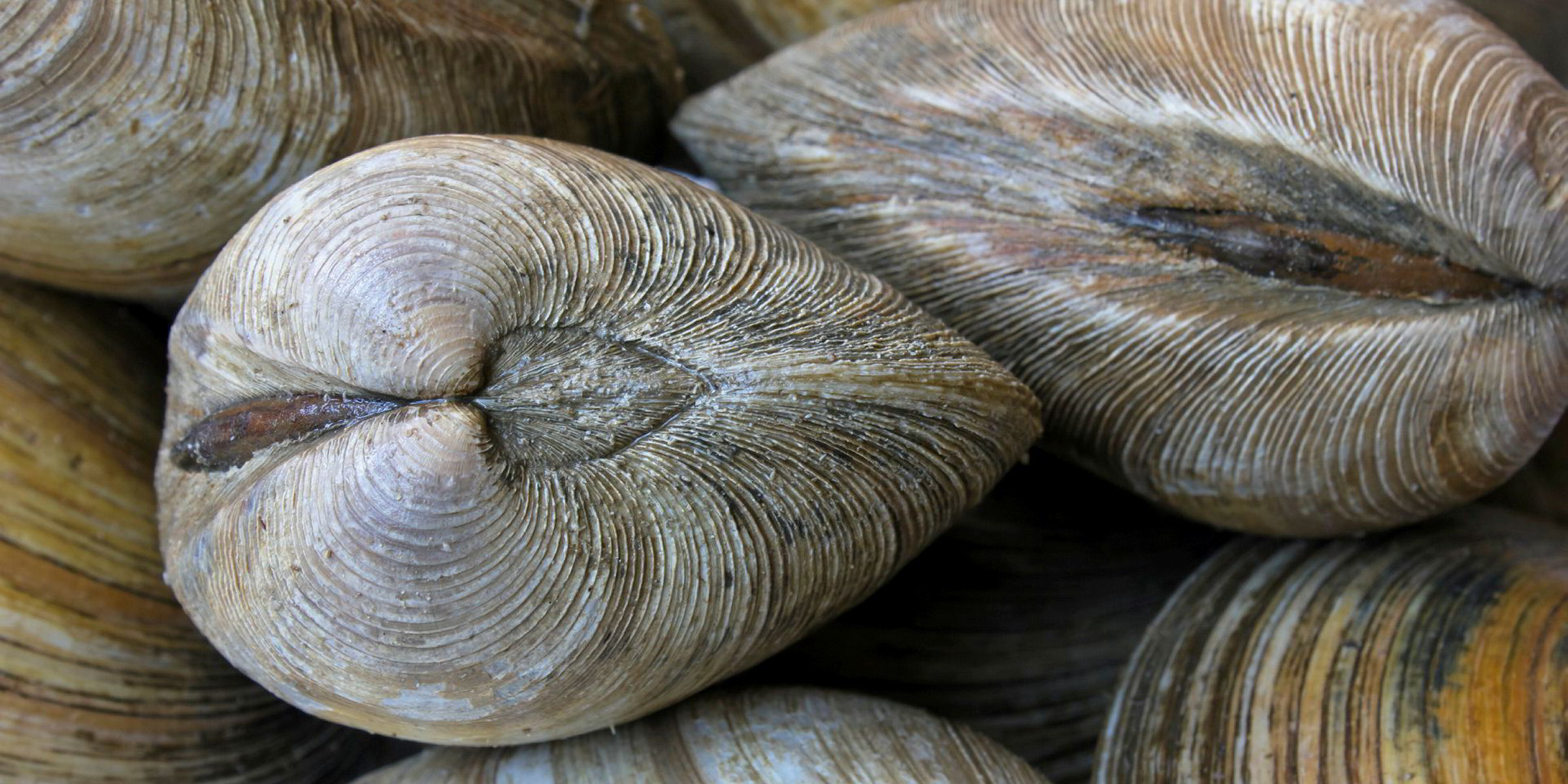 Virginia clam production continues to rise