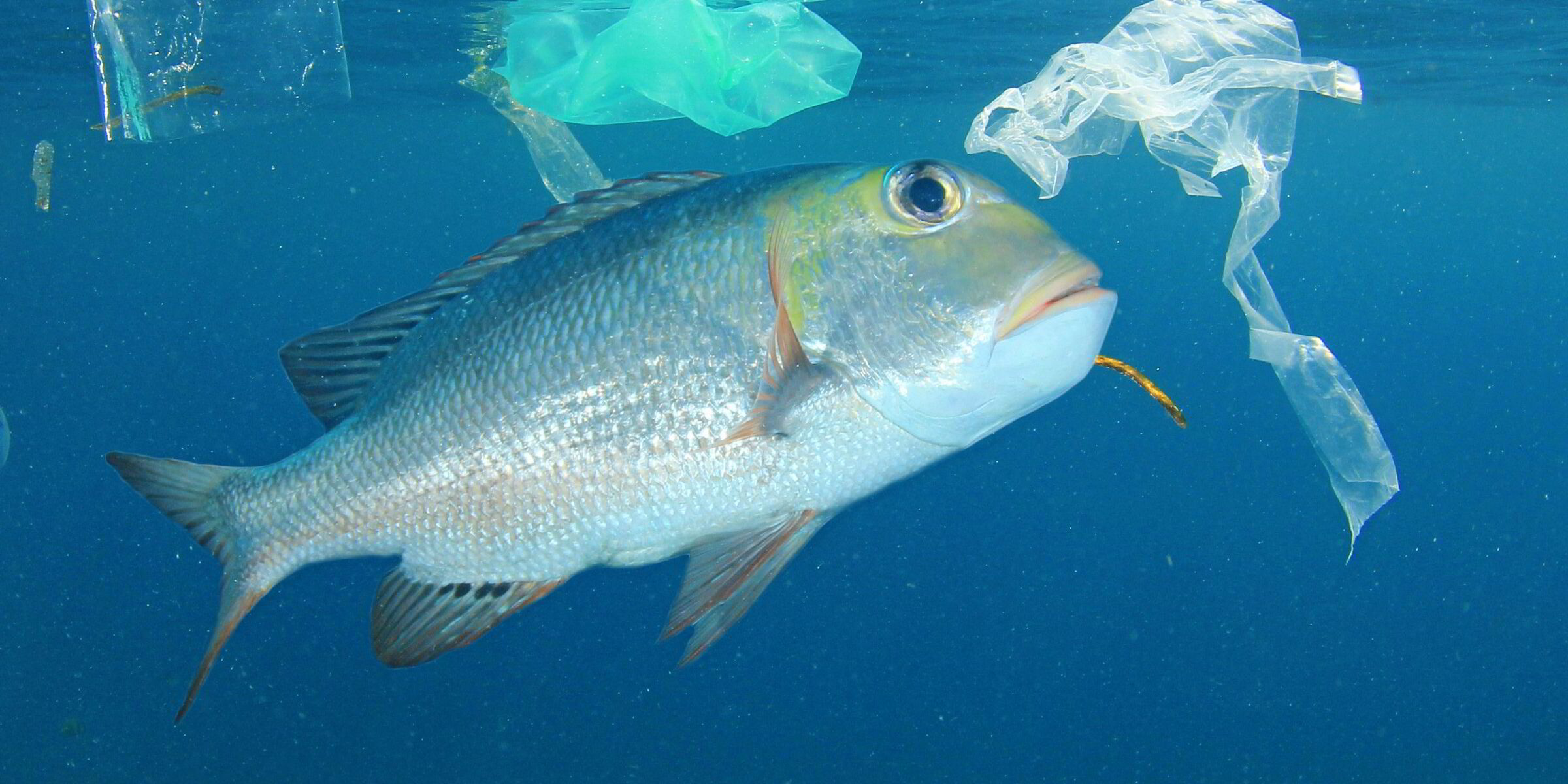 ‘Unfairly singled out’: New study debunks seafood microplastics myths