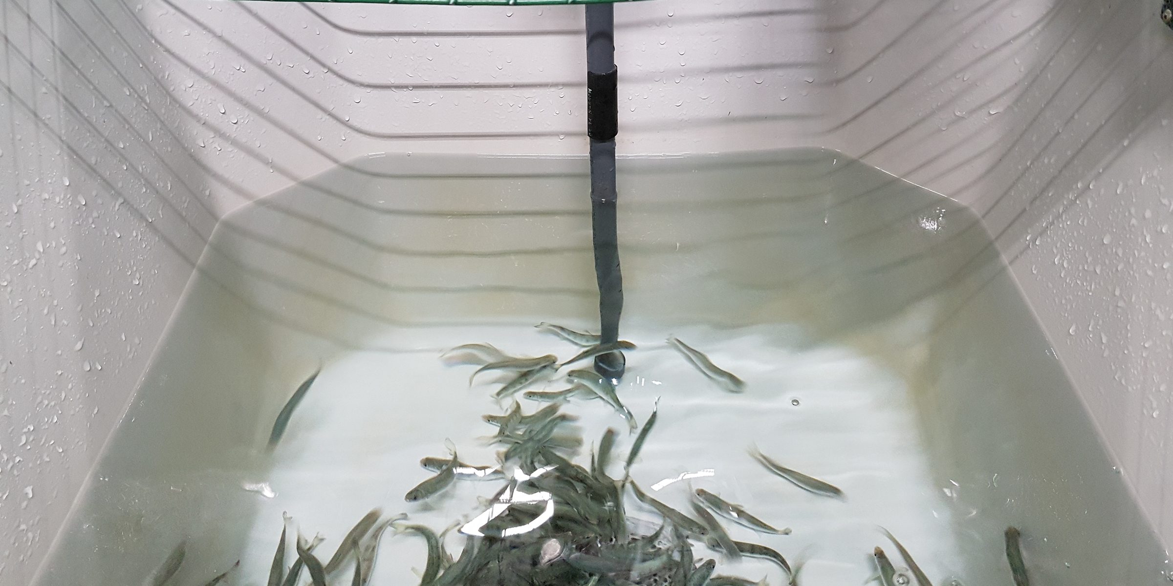 Study finds higher temperatures boost farmed salmon growth, but risks remain