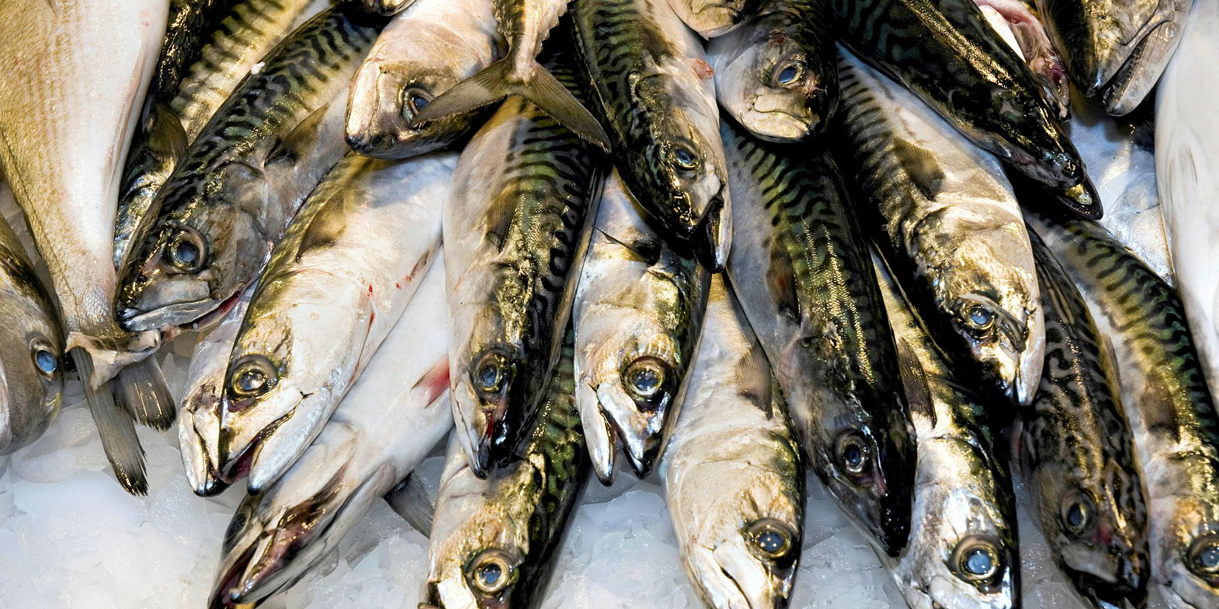 Atlantic mackerel fishery restrictions in place for US East Coast
