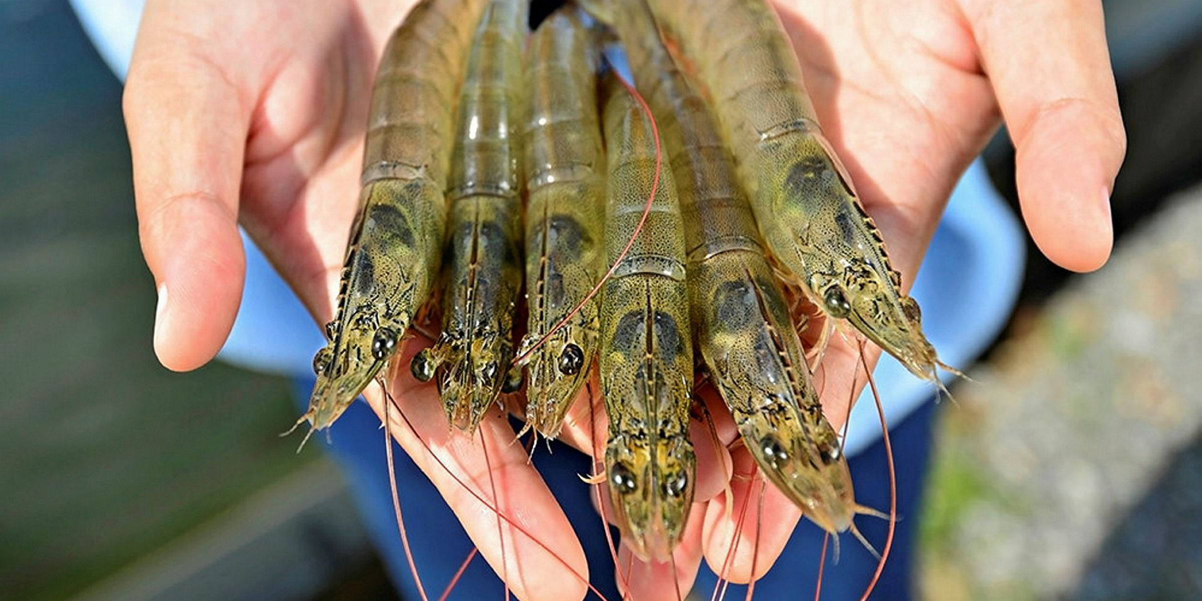 India's shrimp farming industry braces for coronavirus shock waves