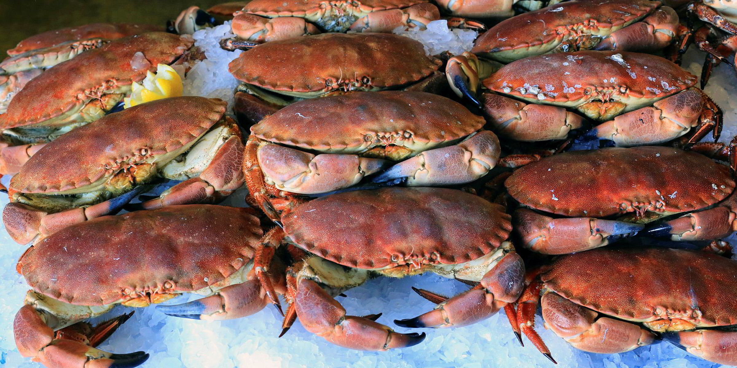 California considers delaying Dungeness crab season opener