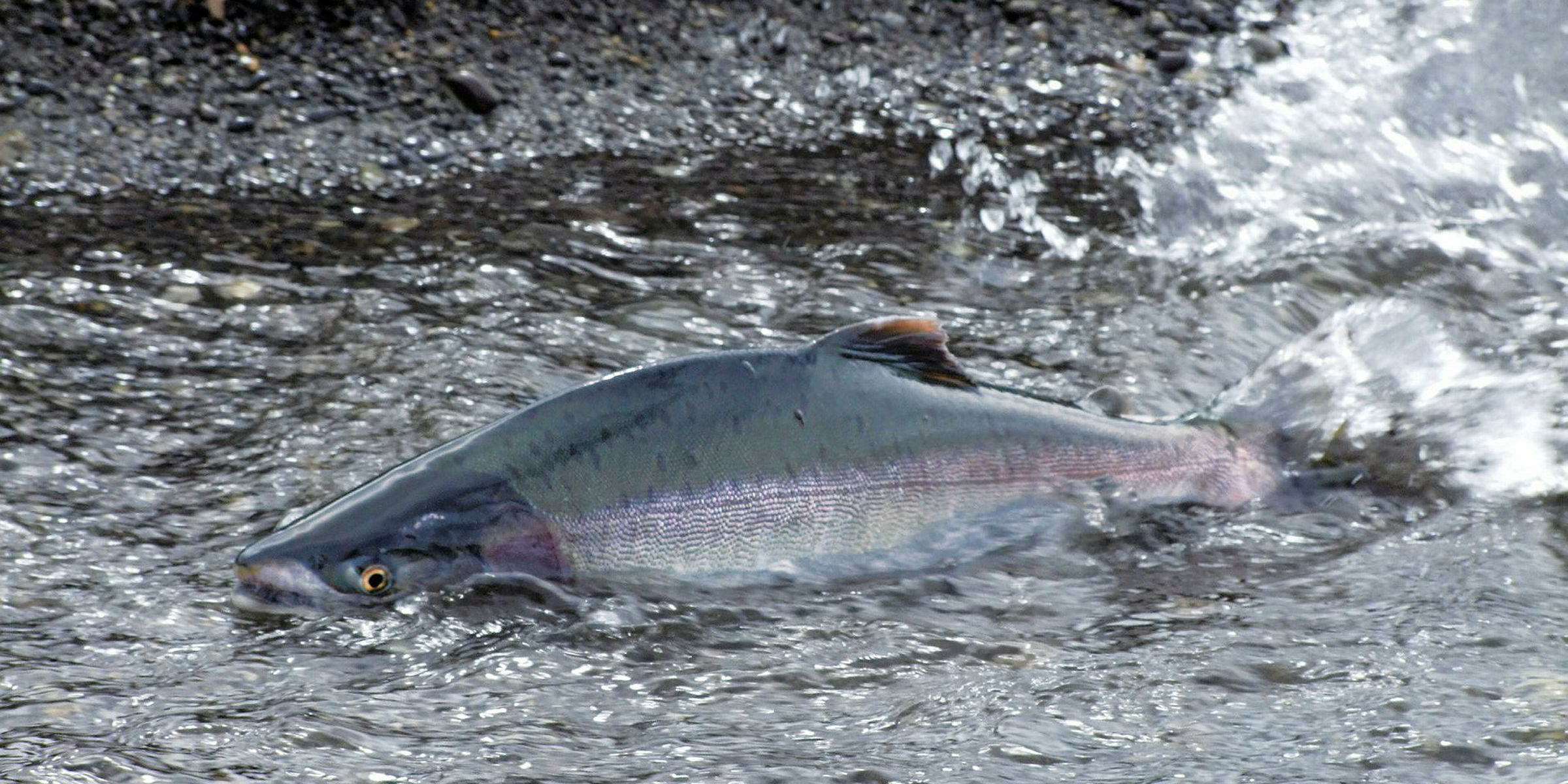 Russia kicks off wild salmon season Intrafish
