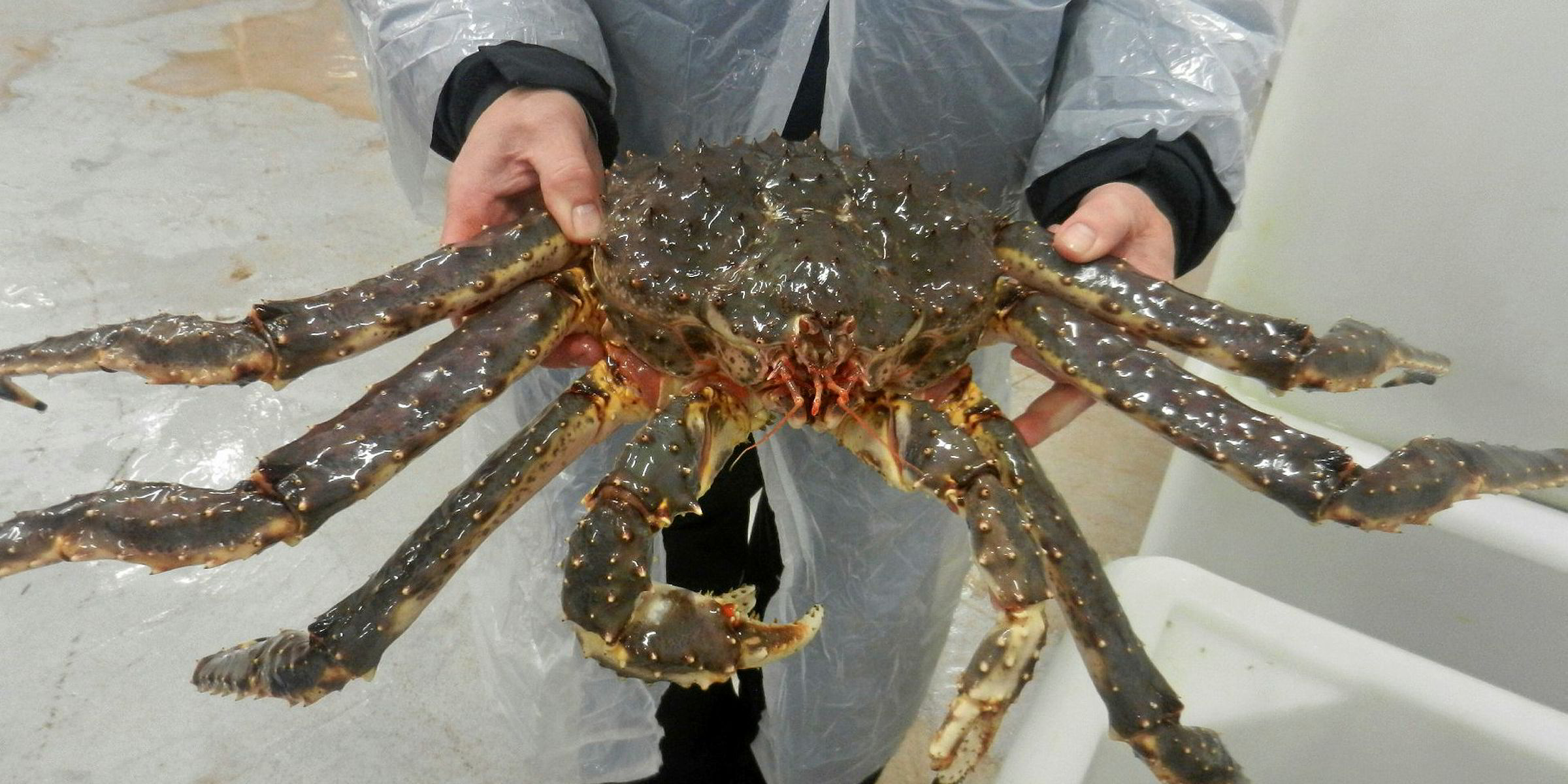 Russian fishing tycoon challenges crab quota allocation in court