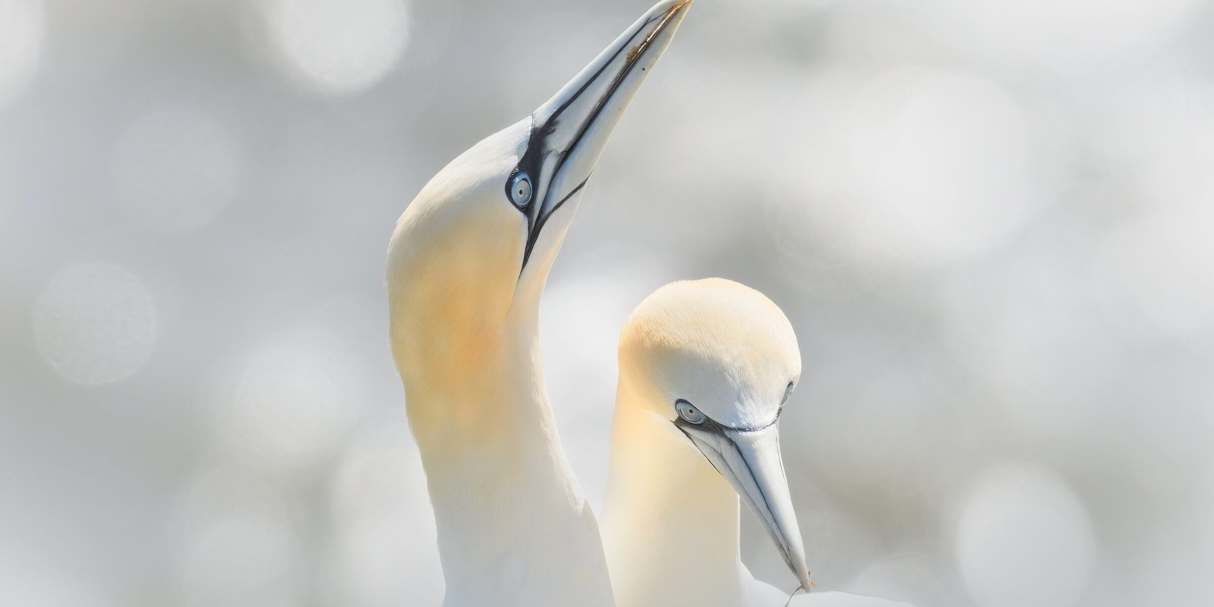 New seabird modelling tool could 'transform' offshore wind planning