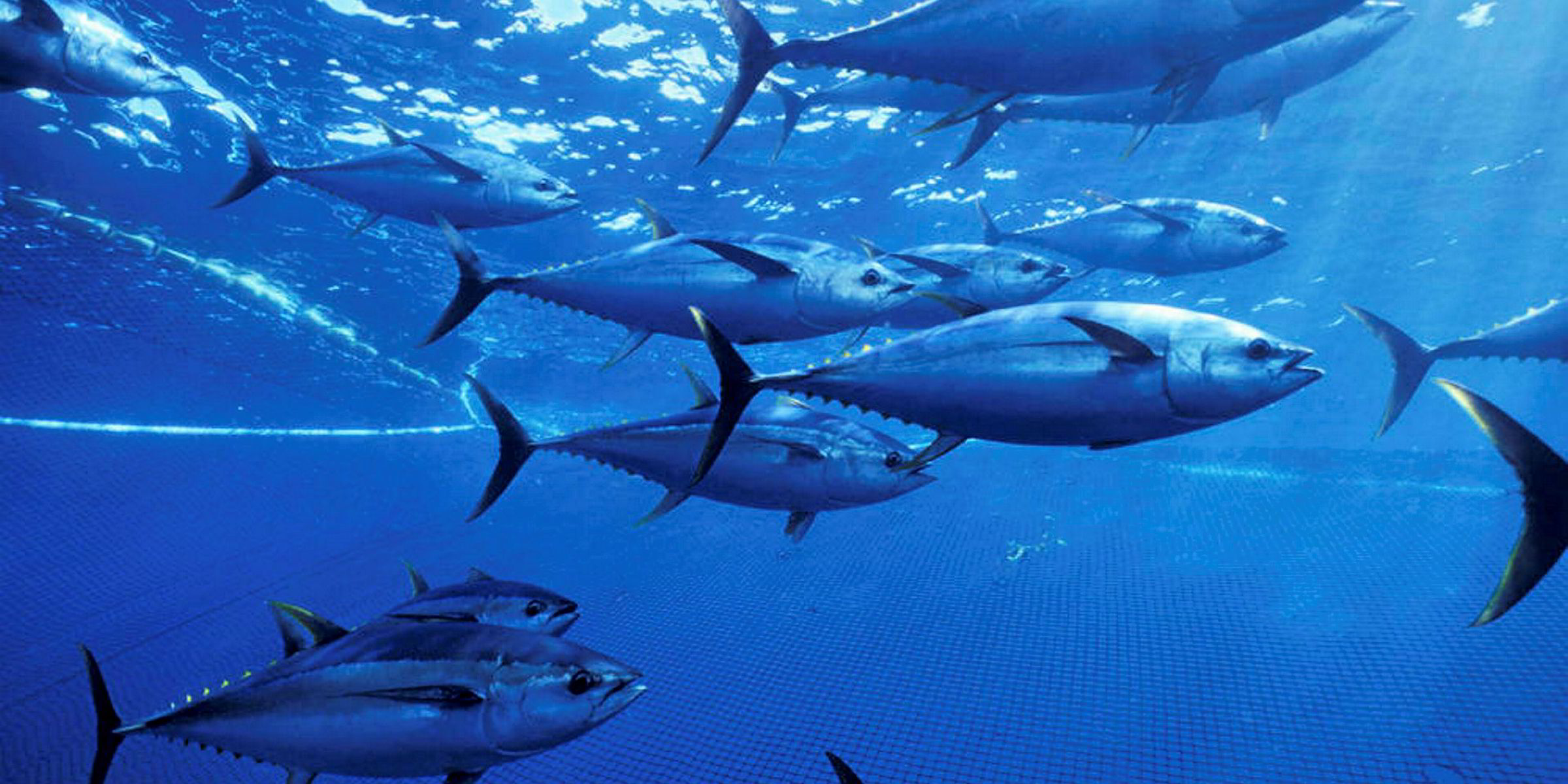 Member countries vote to cut yellowfin tuna catch by 15% Intrafish