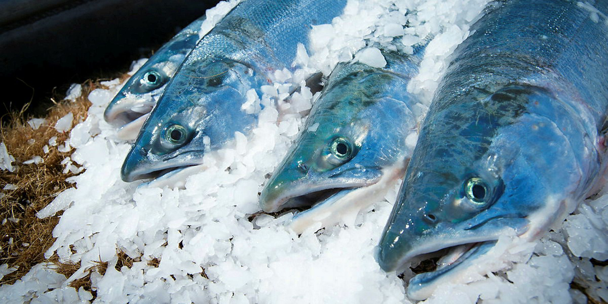 Eager buyers proceed with caution into Alaska's Copper River salmon season