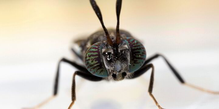 ‘Fundamentally flawed’: Inside the missteps holding back novel aquaculture feed