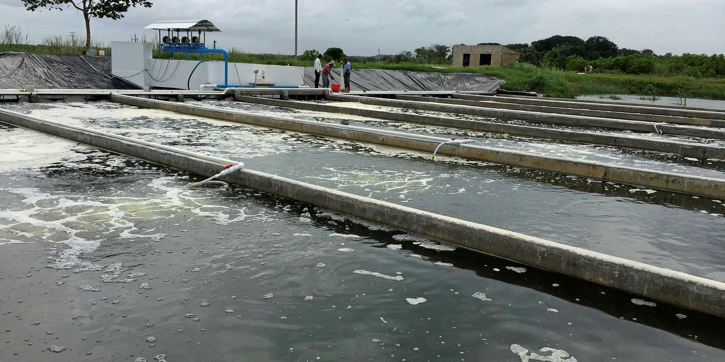 Tilapia farm sees success with first inpond raceway in Latin America