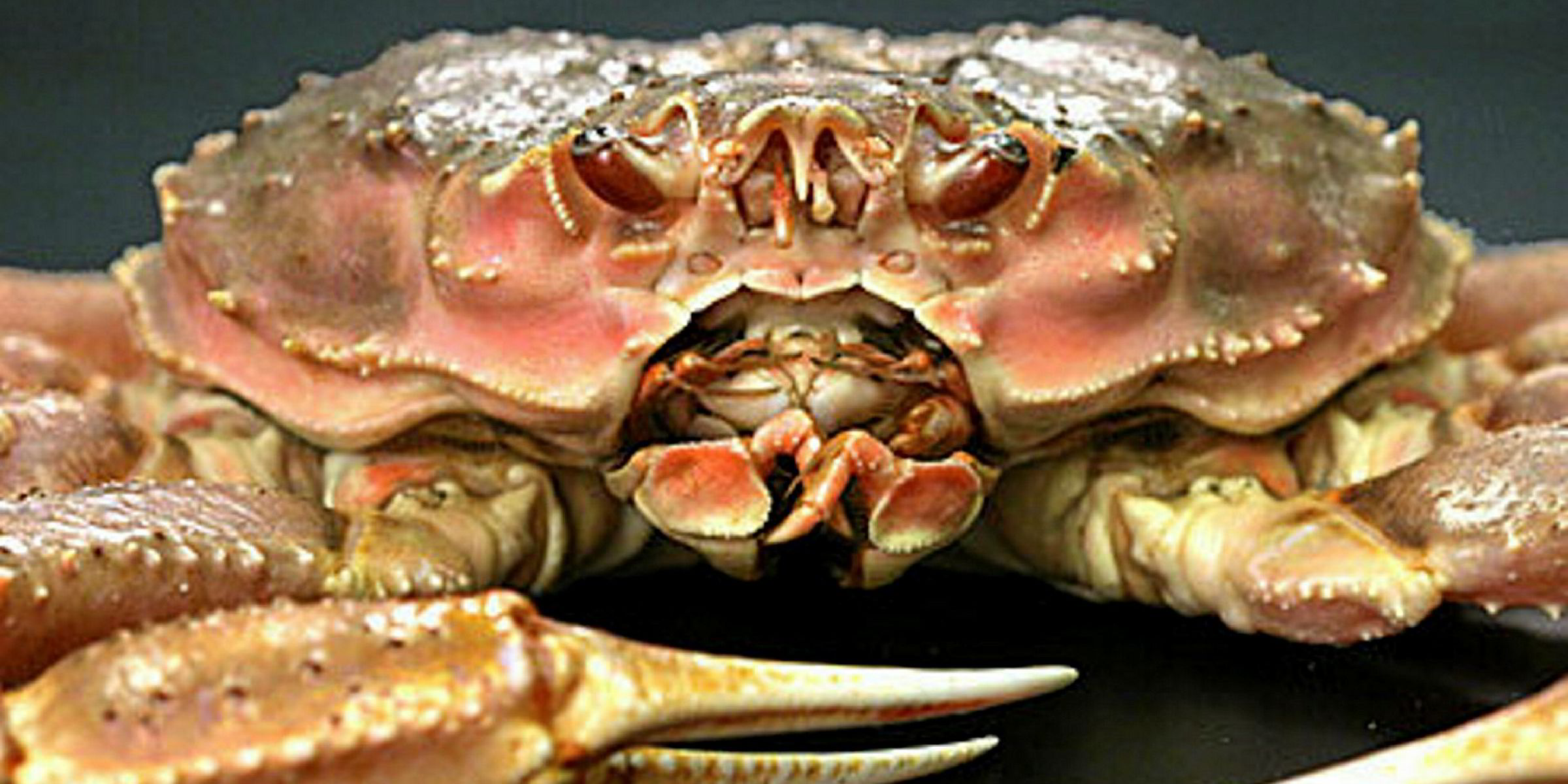 Bering Sea tanner crab TAC trimmed slightly