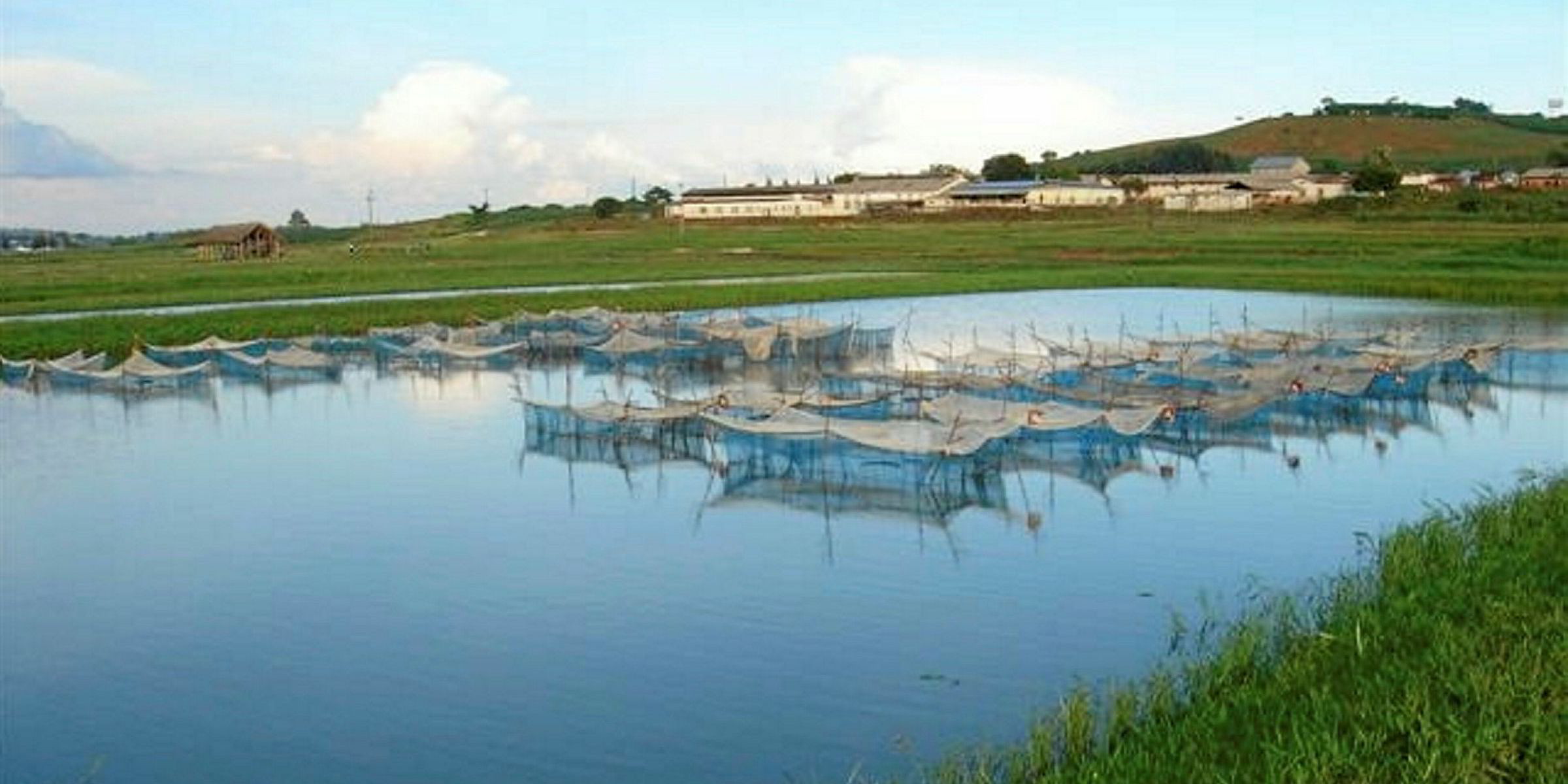 Farm Focus Steady as she goes for Africa's oldest tilapia producer