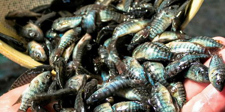 Indian State Makes Plans For Fish Hatcheries IntraFish