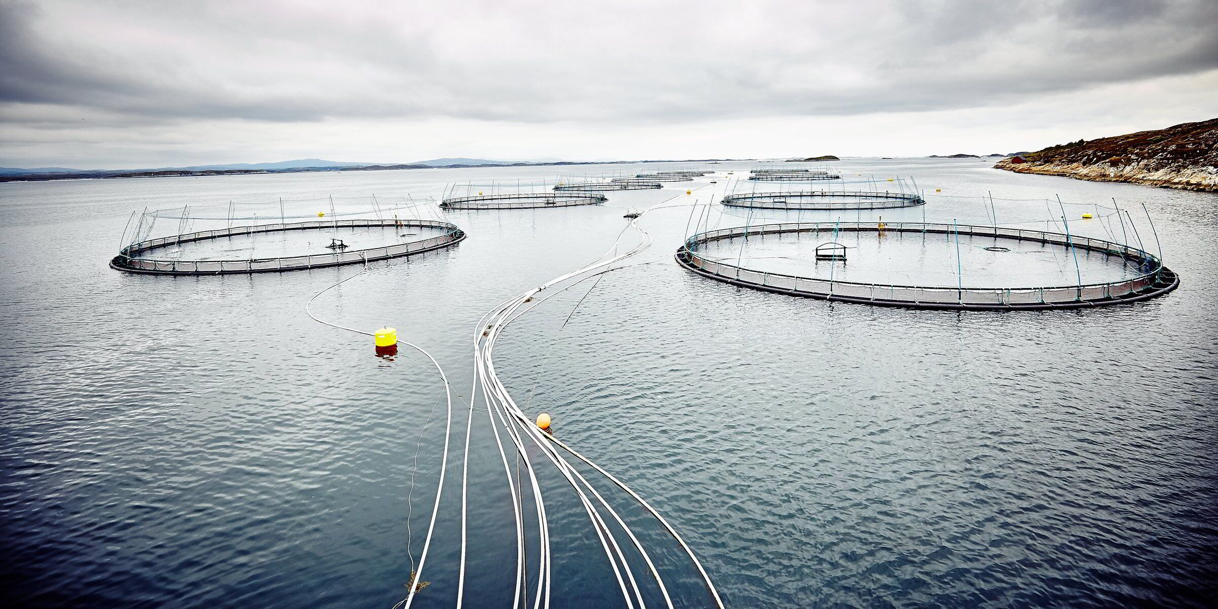 Norwegian salmon farmer loses appeal against lice treatment penalty