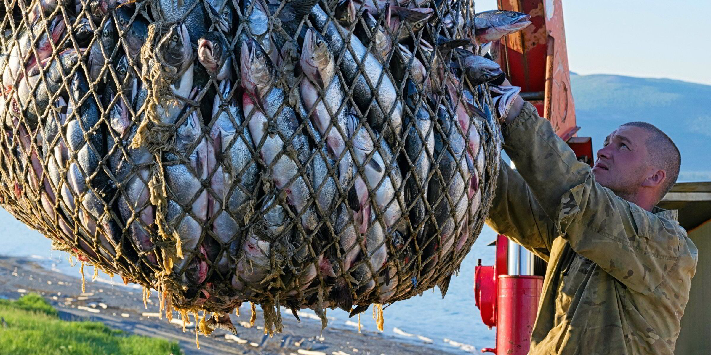 Wild salmon forecast cuts appetite for ‘Russian roulette’