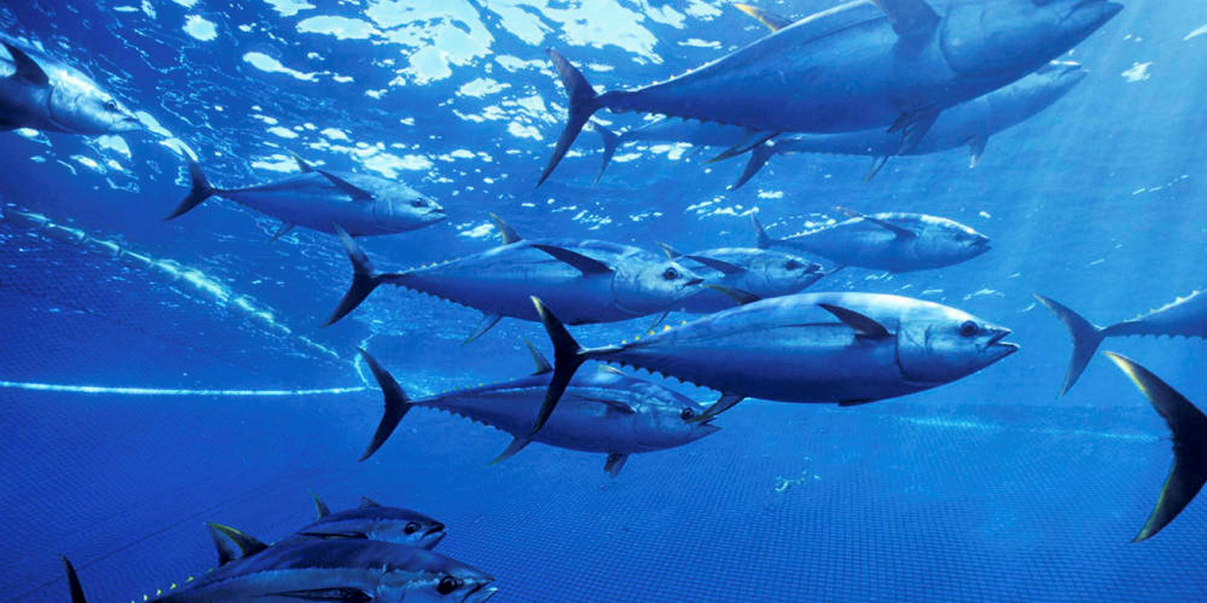 A first: Spain sets individual catch regulations for yellowfin fishing in  Indian Ocean