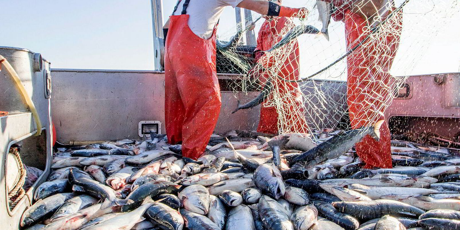 Bristol Bay fishermen fume over low prices, but processors say they're  hurting too - Petersburg Pilot