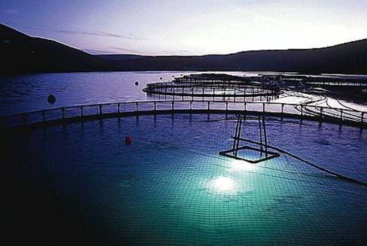 Morpol takes over Marine Farms | IntraFish.com