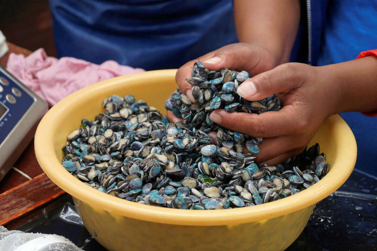 Farm Focus Inside one of South Africa's biggest abalone operations