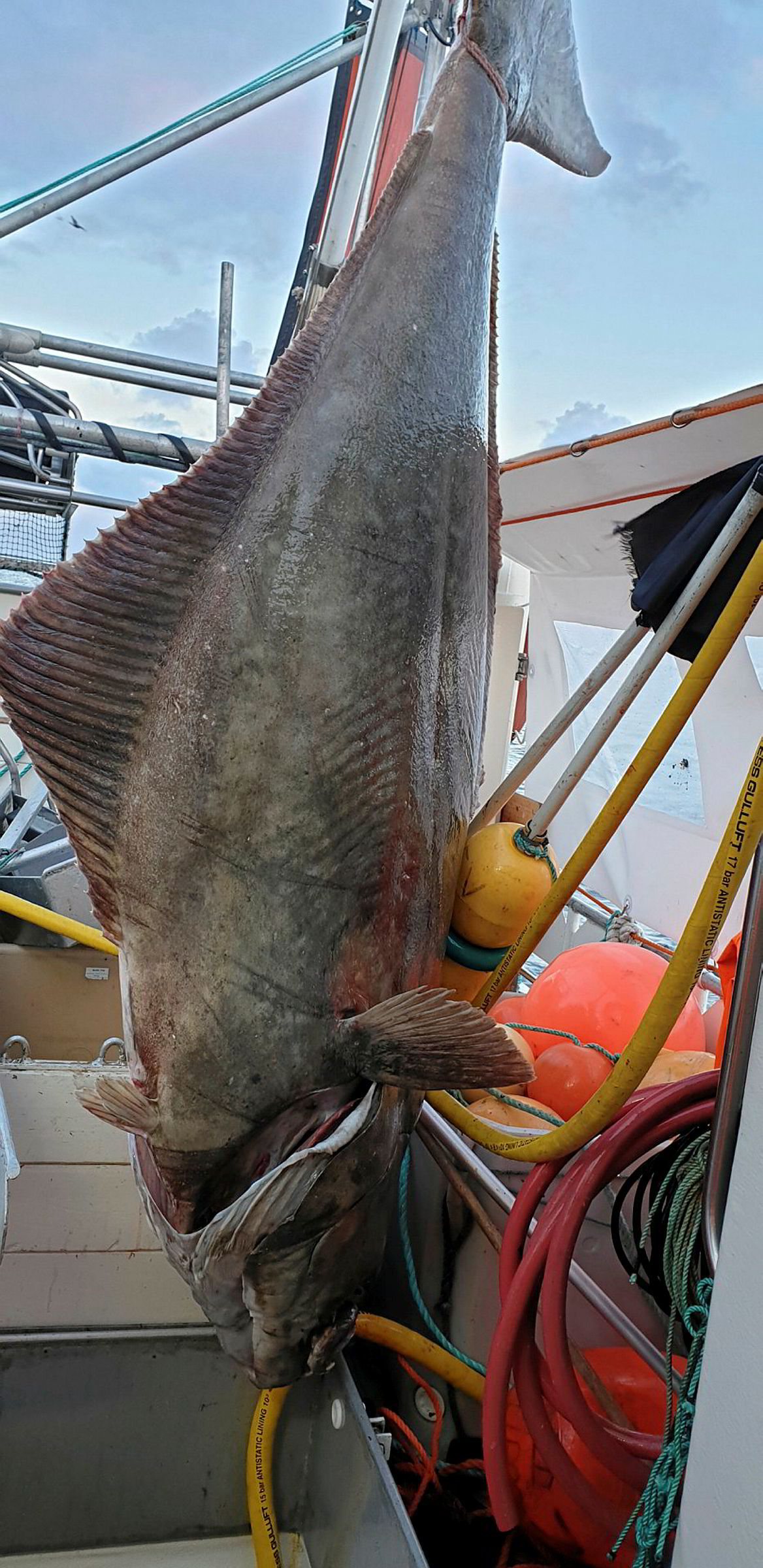 Turistfiskerne får enorme mengder kveite i Skjerstadfjorden | Fiskeribladet