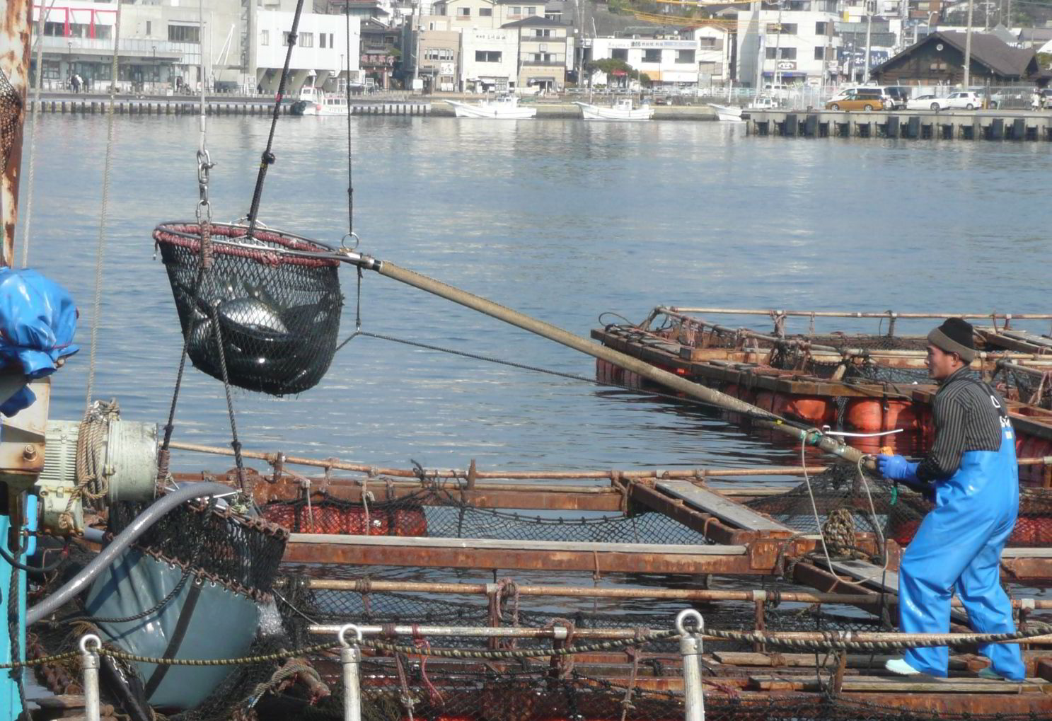 Photo gallery Japan’s live fish center