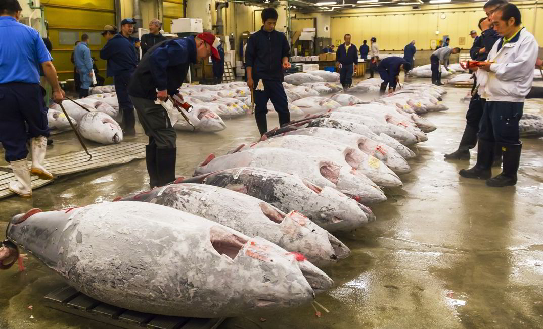 pictures of the biggest fish in the world