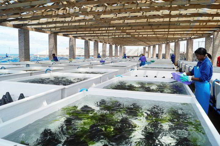 abalone farm tour