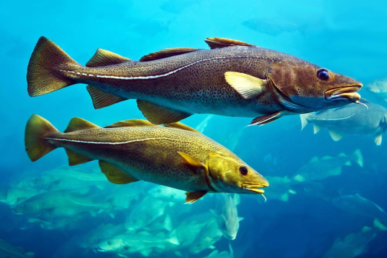 Arctic Cod Fish: Profile, Facts, Traits, Range, Diet, Size, Catch
