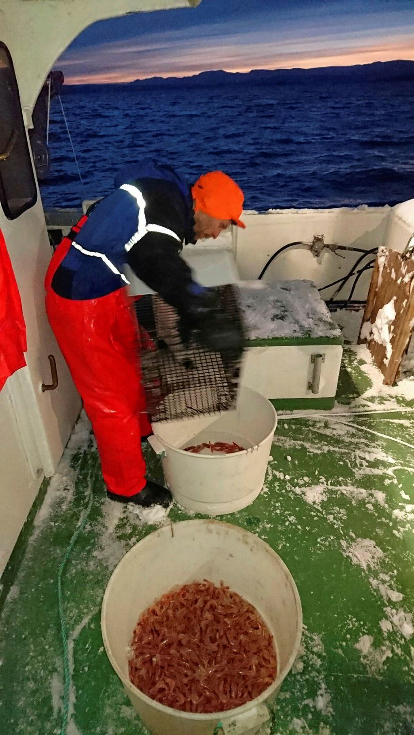 Teinefiske etter reke er mulig å få til, men det stopper på land ...