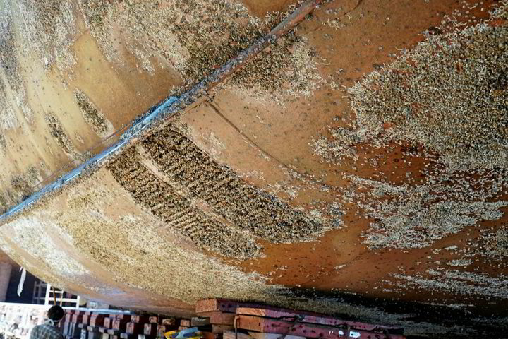 Shipping warned of large costs from hull fouling as ships sit at anchor